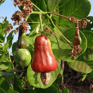 Cashewbaum