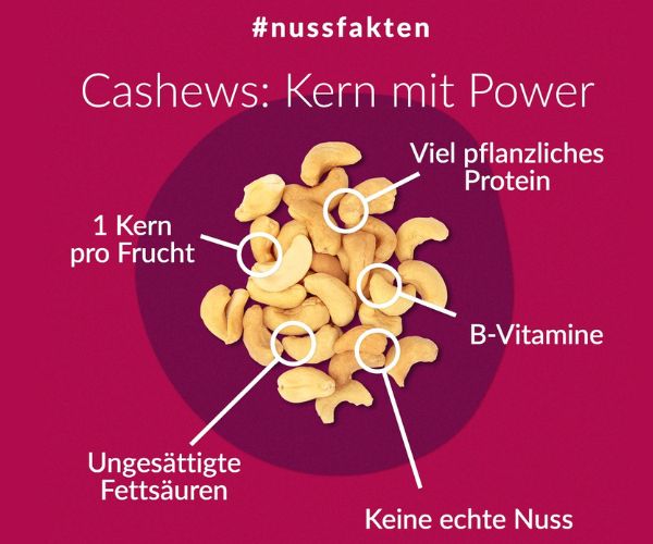 cashewkerne-nussfakten