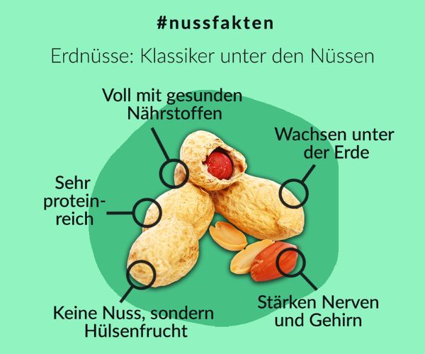 erdnuesse-nussfakten_1