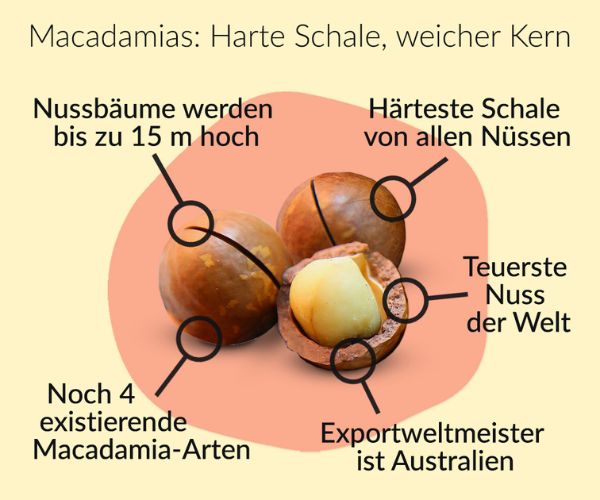 macadamia-nussfakten_1_