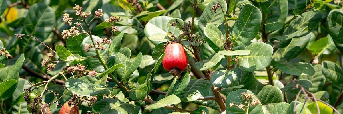 Cashewkerne-KERN-energie