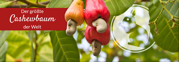 Der größte Cashewbaum der Welt