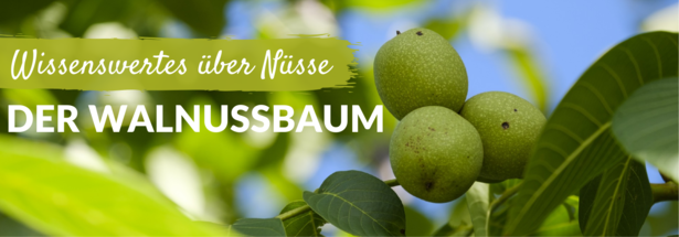 Wissenswertes über Nüsse: Der Walnussbaum