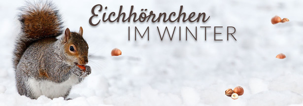 Eichhörnchen im Winter