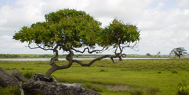 Cashewbaum