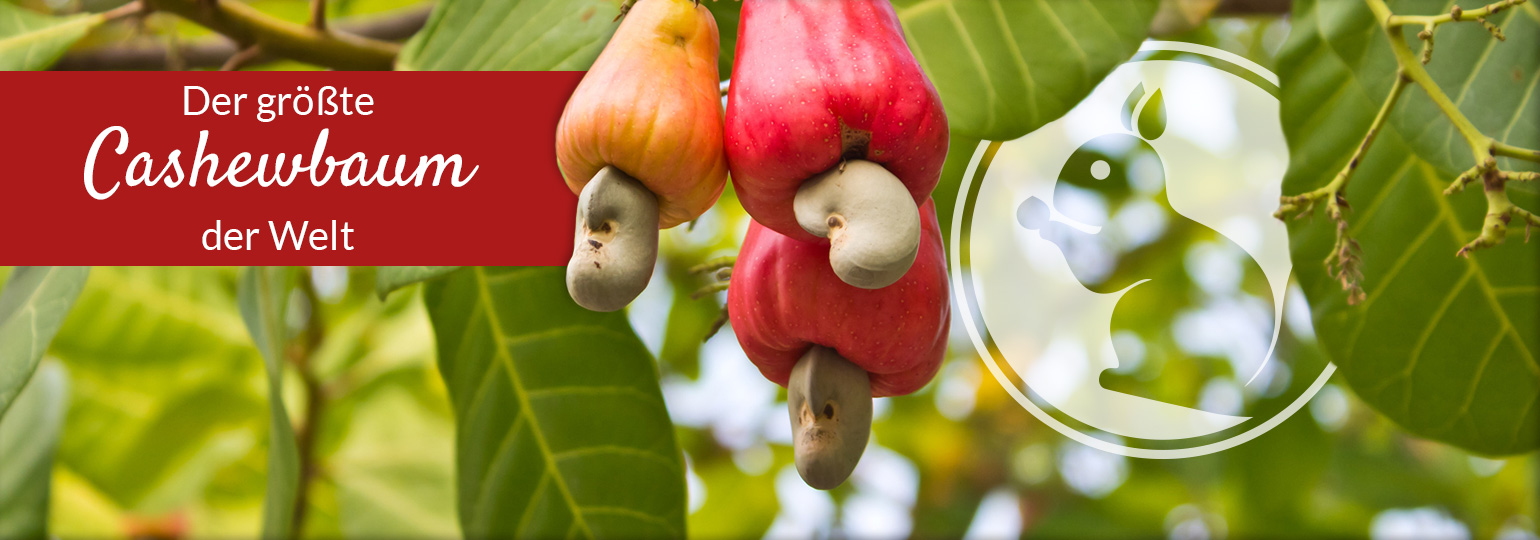 Der größte Cashewbaum der Welt