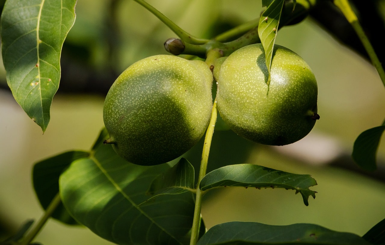 frische Walnüsse am Baum