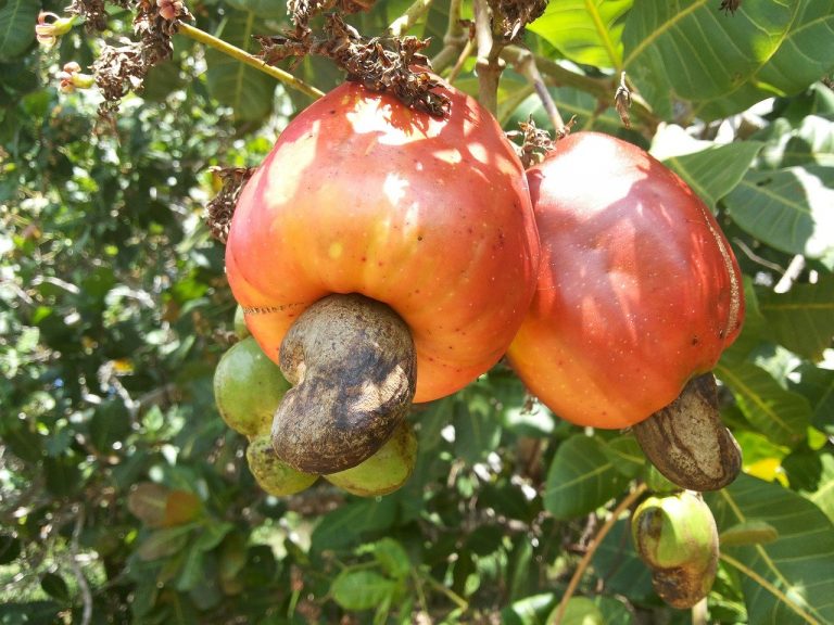 Cashewkerne baum