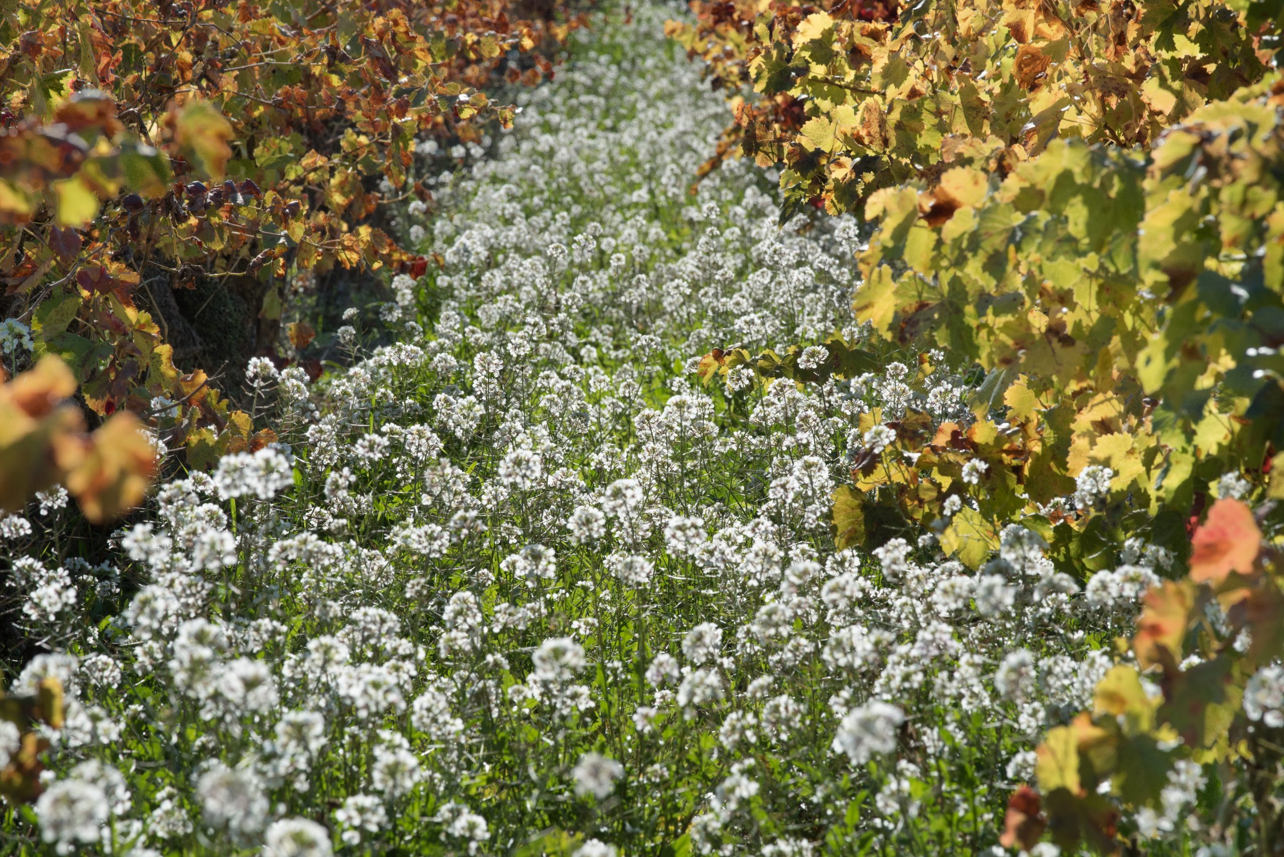 biodynamischer Weinbau