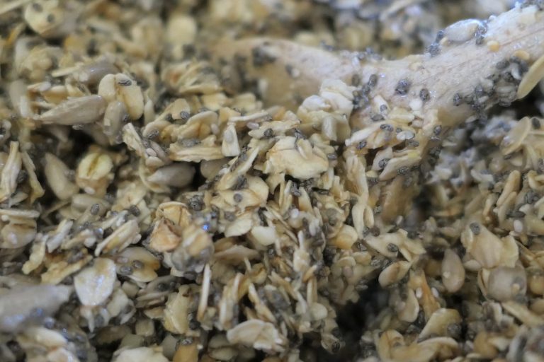 Granola Masse