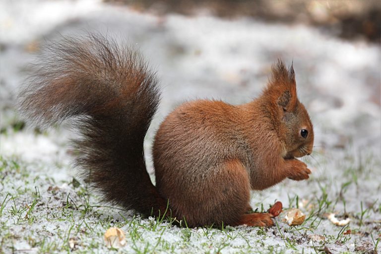 Eichhörnchen im Winter