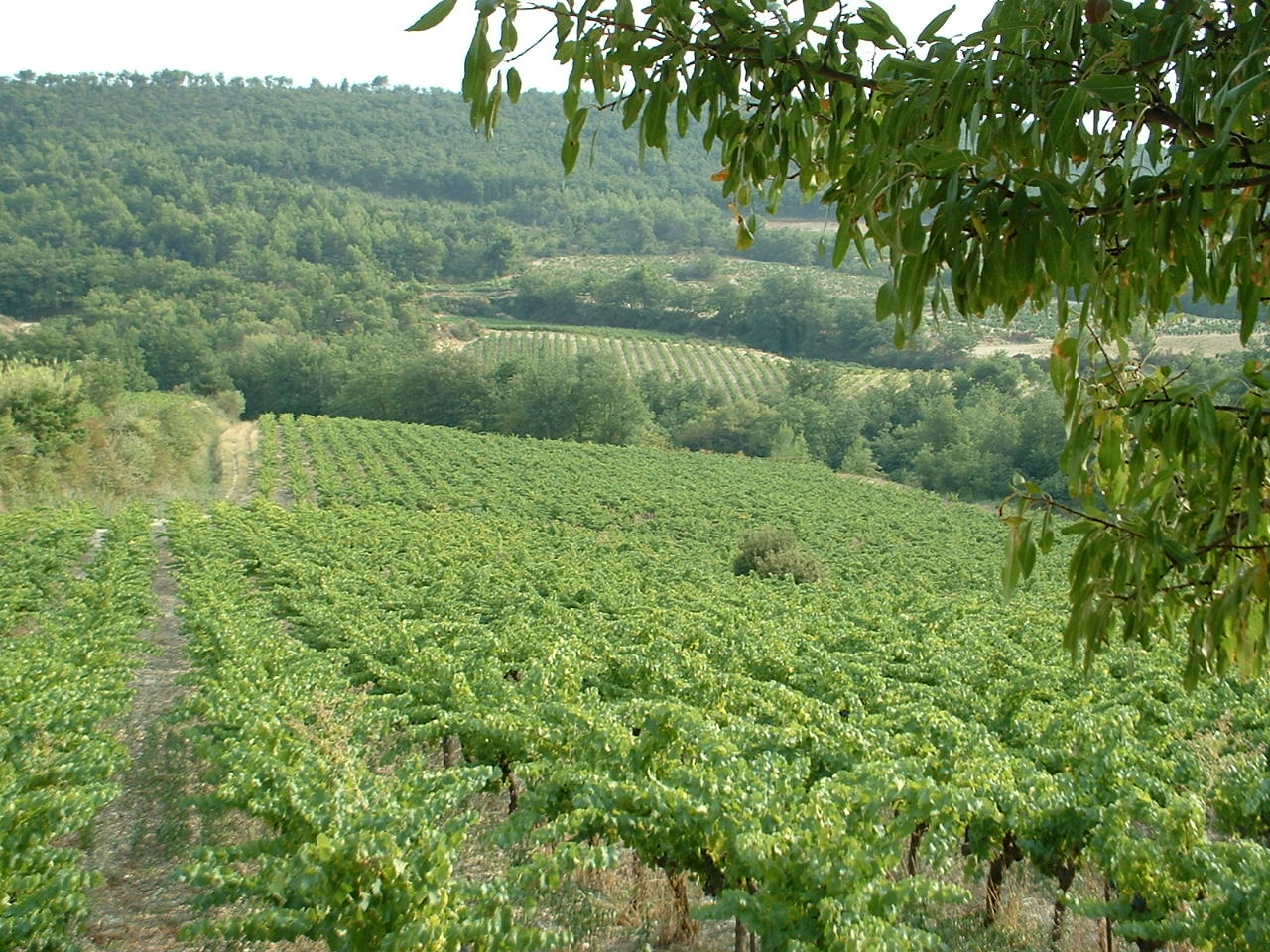 Weinberge Roche-Audran