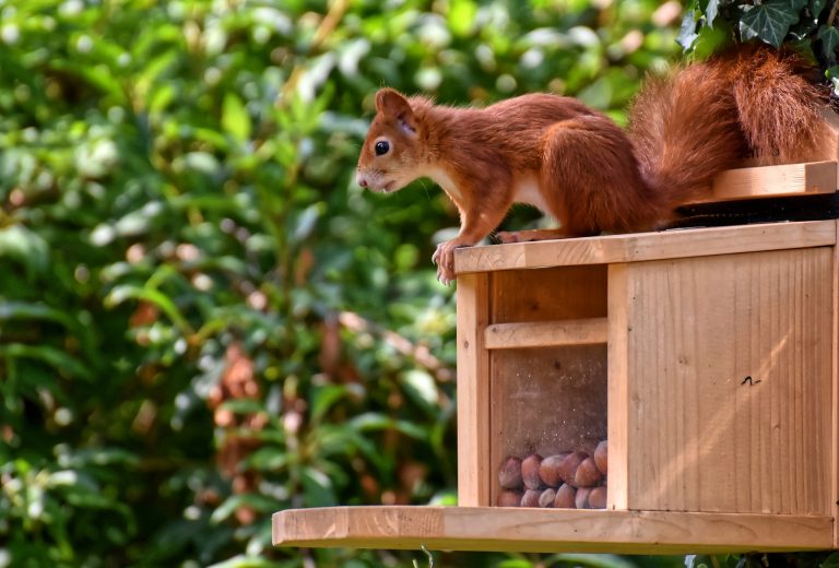 Futterstelle Eichhörnchen