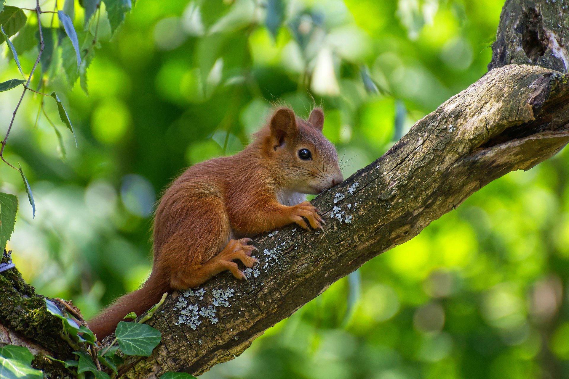 Eichhörnchen im Baum