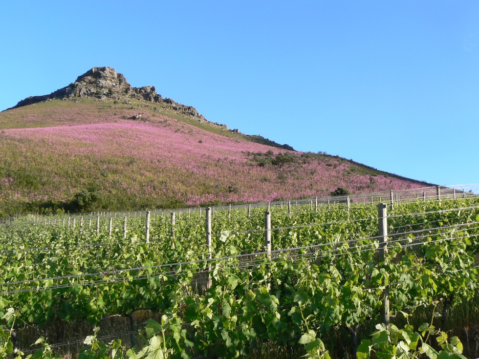 Weingut de Trafford