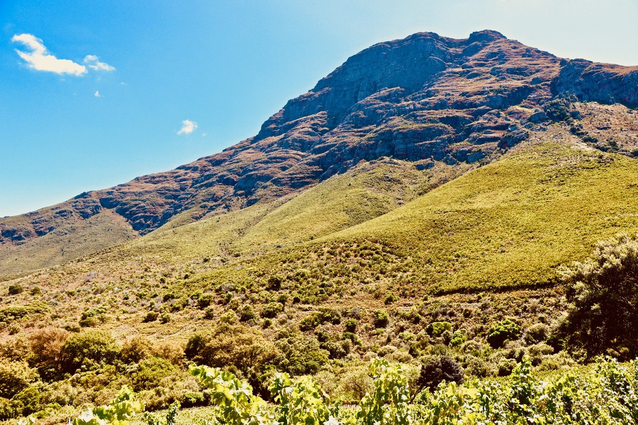 Weinberge de Trafford