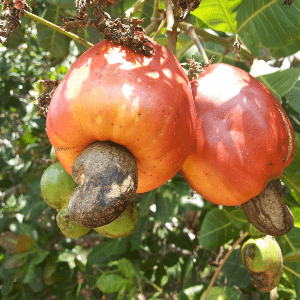 Cashewbaum