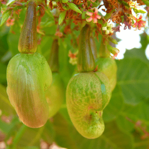 Cashewbaum