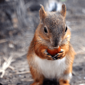 Eichhörnchen mit Haselnuss