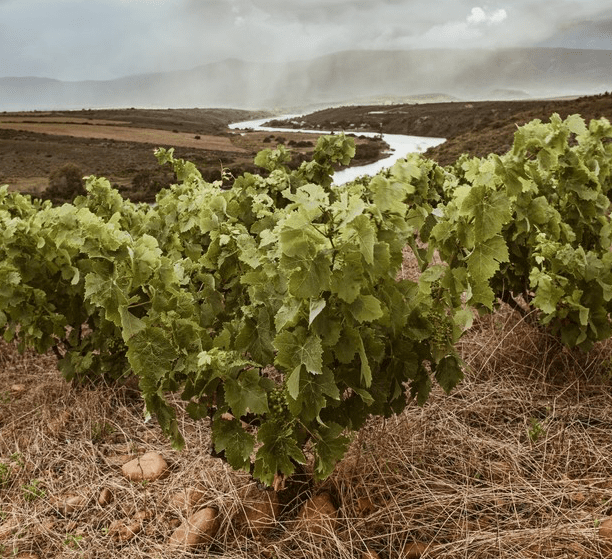 Weinreben vom Weingut Sijnn