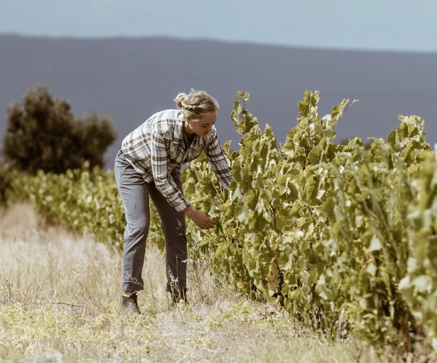 Handarbeit bei der Weinlese