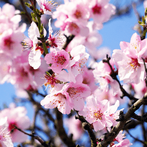 Mandelbaumblüte