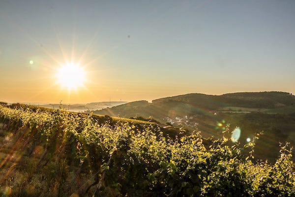 Weinberge