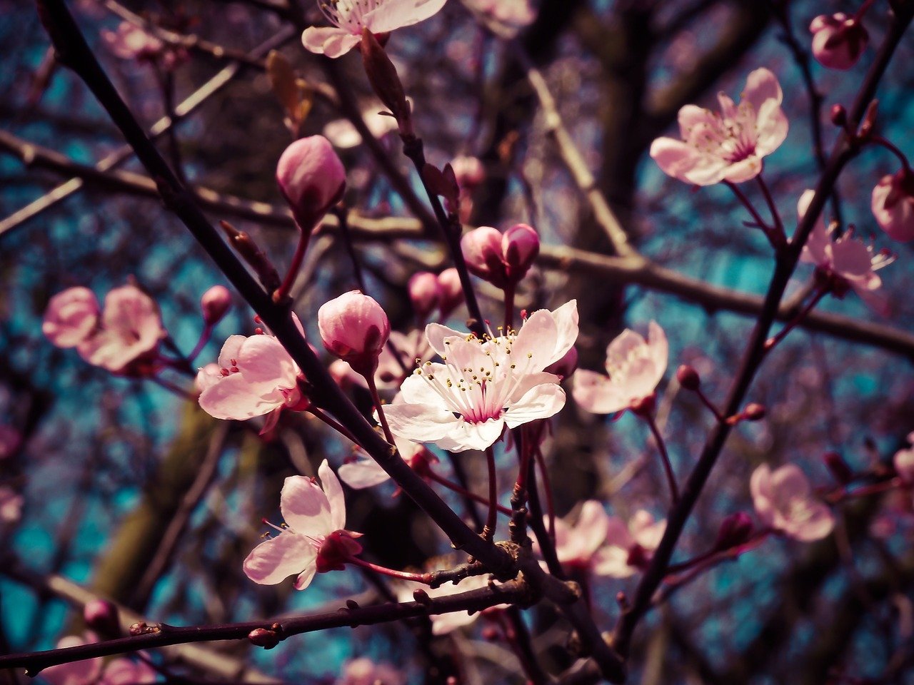 Mandelblüte