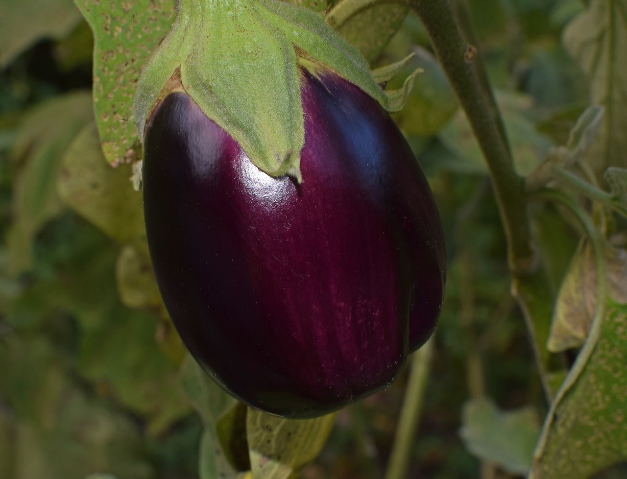 Aubergine am Baum