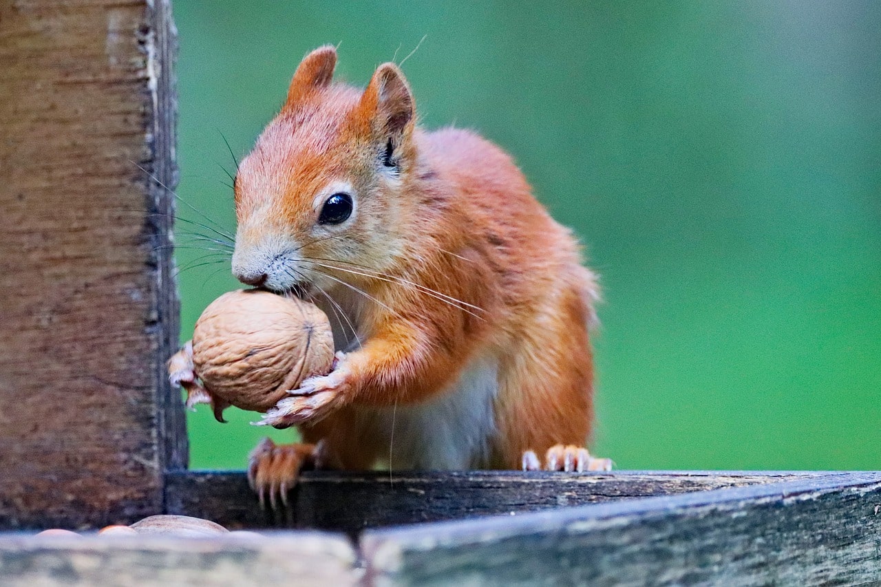 Eichhörnchen mit Walnuss